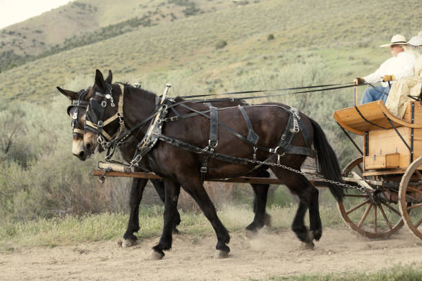 istock Horse carriage Utah 1177168696