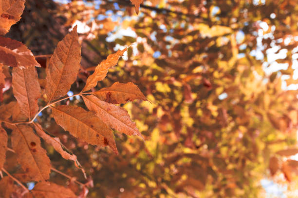 istock Close-up autumn leaves in forest, outdoors. Fall landscape low angle view in sunny day 1177169883