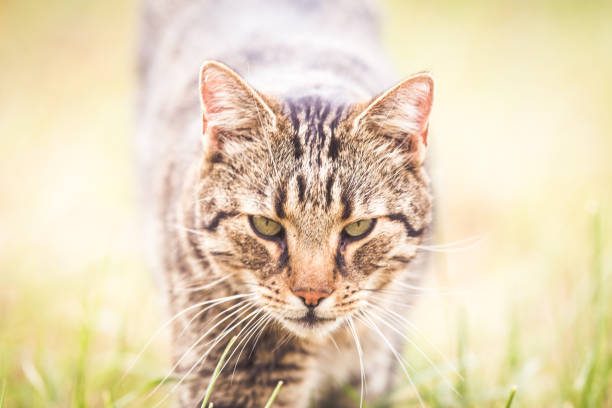istock Tabby cat in autumn dry grass 1177170790