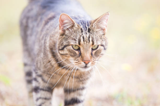istock Tabby cat in autumn dry grass 1177170846