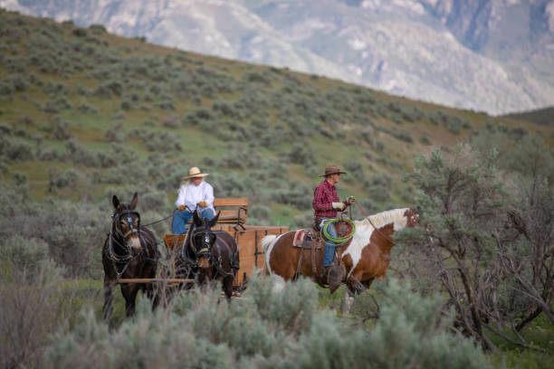 istock Cowboy escorting a horse carriage in Utah, USA 1177170913