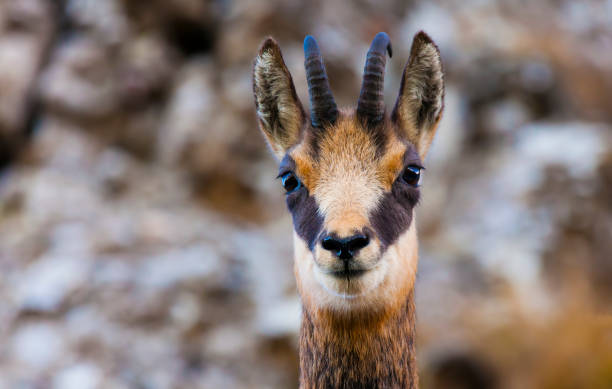istock beautiful baby chamois goat looking at camera. 1177171805