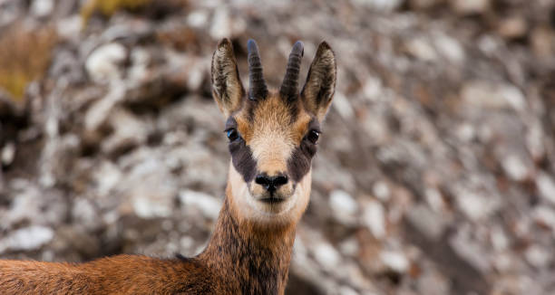 istock beautiful baby chamois goat looking at camera. 1177171822