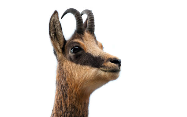 istock wild chamois goat isolated on white background. portrait 1177171832