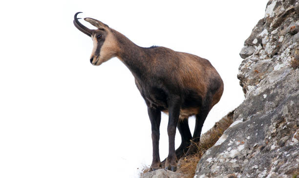 istock wild chamois goat isolated on white background. portrait 1177171838
