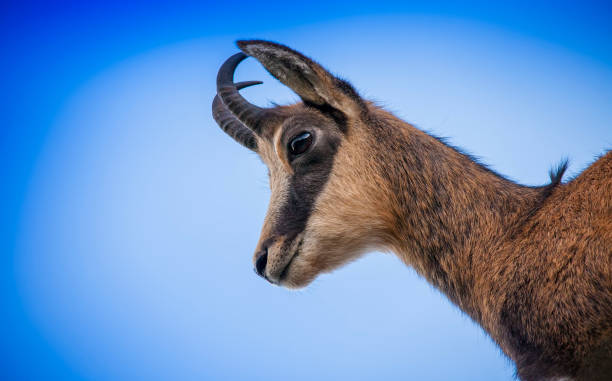 istock wildlife chamois goat on clear blue sky 1177171845