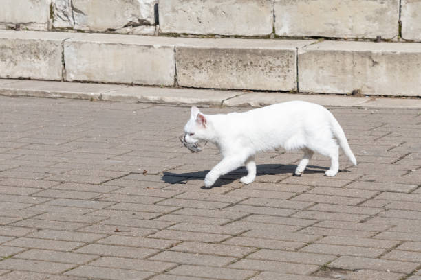 White Cat