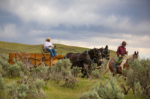Cowboy escorting a horse carriage in Utah, USA