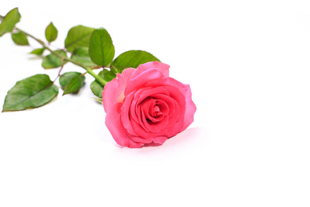 istock Beautiful single pink rose isolated on white background 1177173222