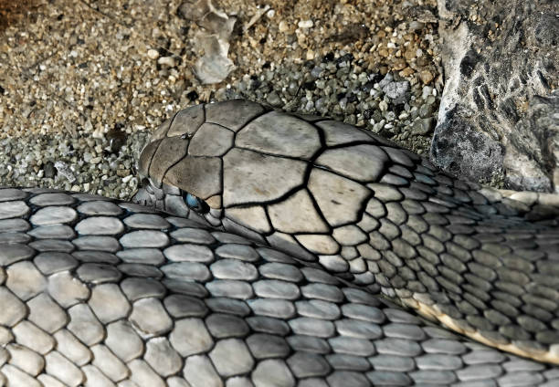 istock Close up King Cobra Lie Down on The Sand 1177176151
