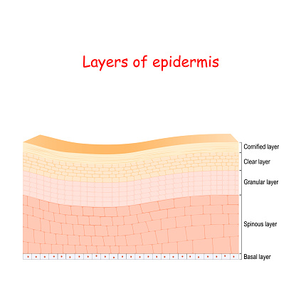 epidermis. Cell structure of layers: stratum corneum, lucidum, stratum granulosum, spinosum, and germinativum. Vector illustration for education, medical, and science use