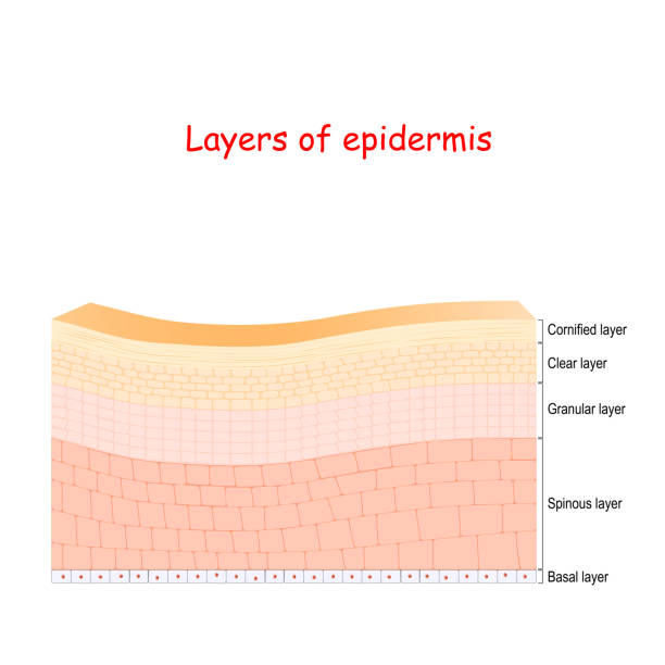 epidermis. Cell structure of layers epidermis. Cell structure of layers: stratum corneum, lucidum, stratum granulosum, spinosum, and germinativum. Vector illustration for education, medical, and science use skin exame stock illustrations