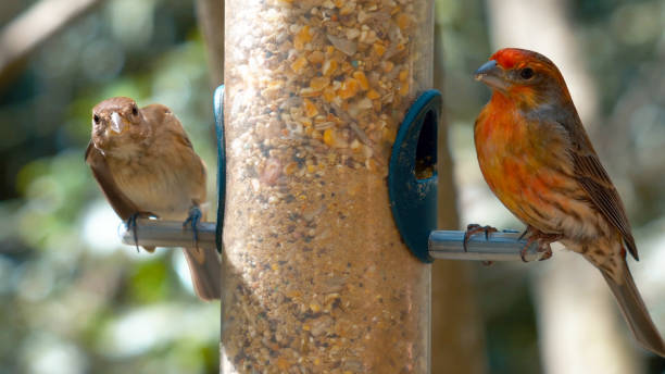 istock The birds are sitting on the bird feeder in a tree 1177177295