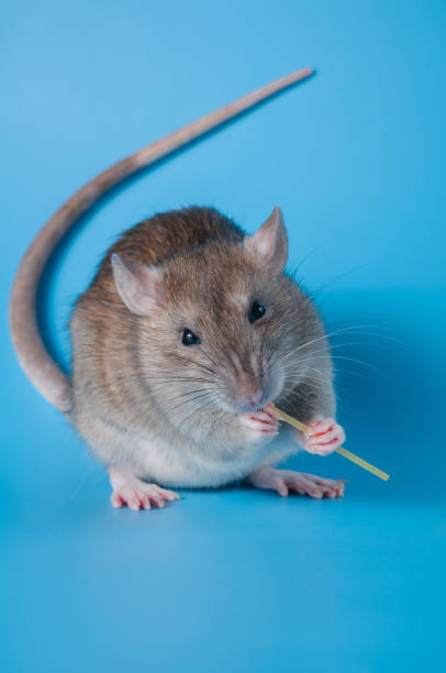 istock Rat celebrates birthday on a blue background 1177177641