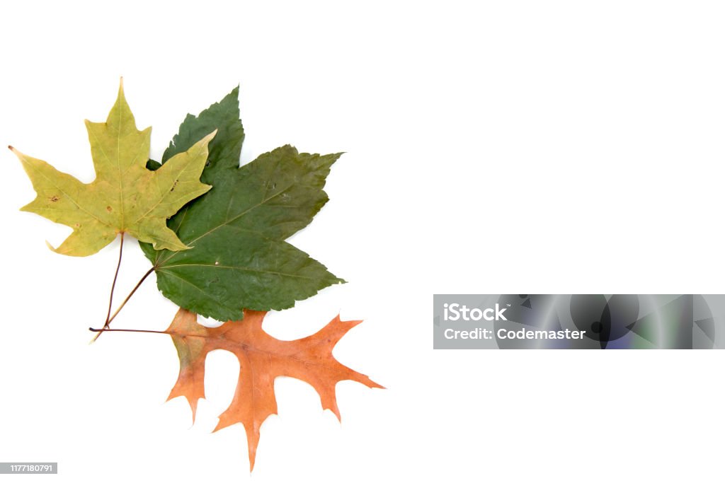 Осенние листья - Стоковые фото Без людей роялти-фри
