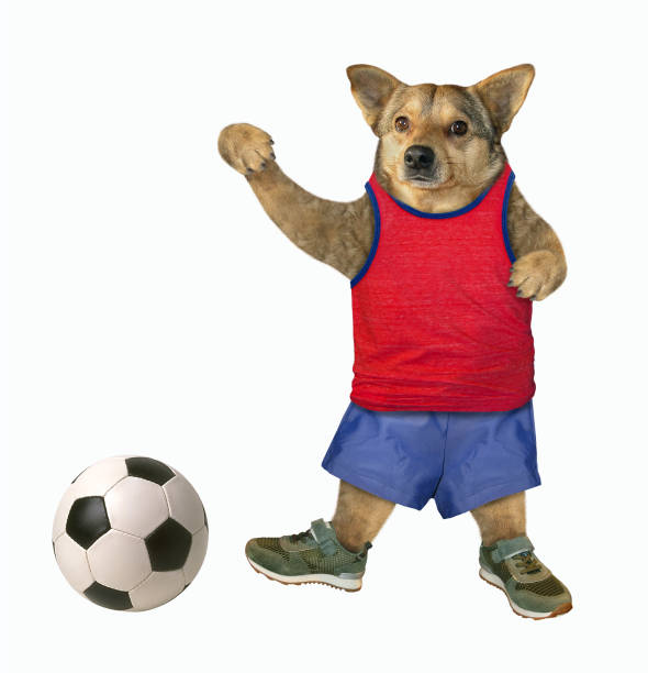 istock Dog athlete hits a ball 1177180901
