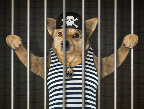 Dog Pirate Behind Bars Stock Photo - Download Image Now - Prison, Police  Force, Humor - iStock
