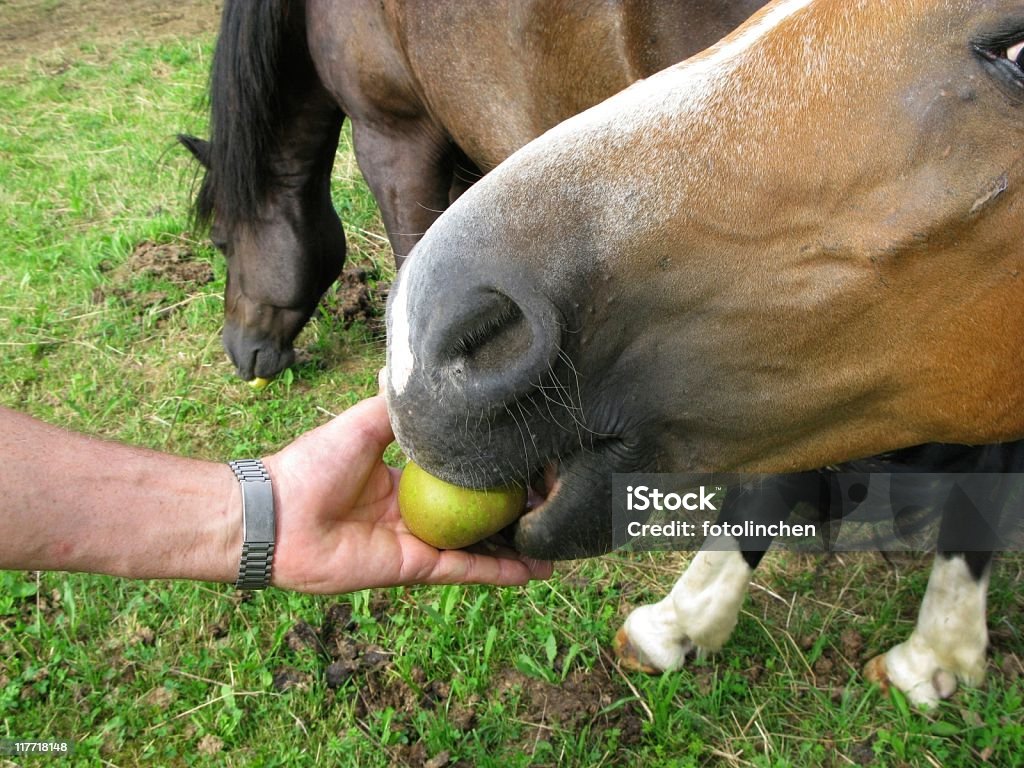 Mann Fütterung horse - Lizenzfrei Apfel Stock-Foto