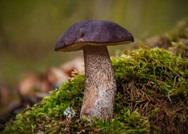 istock Black leccinum mushroom 1177181676