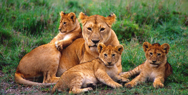 istock Lioness with her Youngsters, South Africa 1177183168
