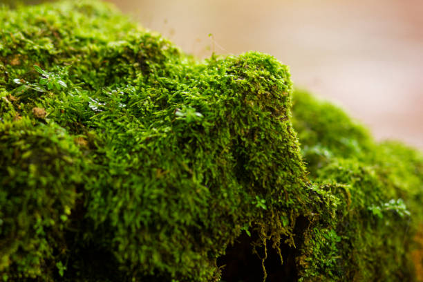istock Beautiful bright green moss grows, covers the rugged rocks and on the forest floor.Rocks full of the moss texture in nature for wallpaper. 1177186989
