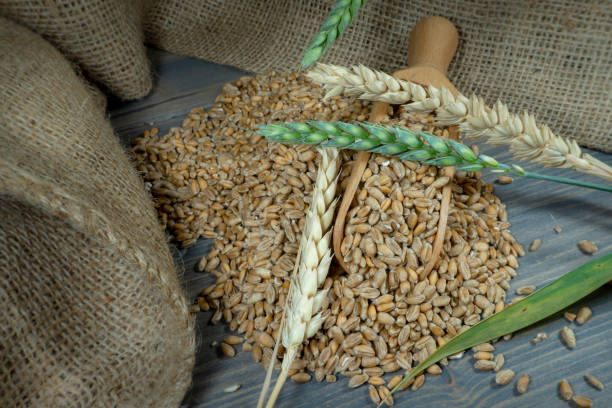 istock Wheat seeds spilling from wooden scoop on jute 1177187117