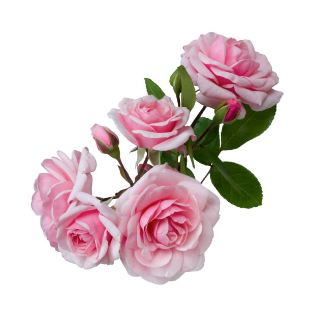 istock Pink rose flowers arrangement isolated on white background 1177187227