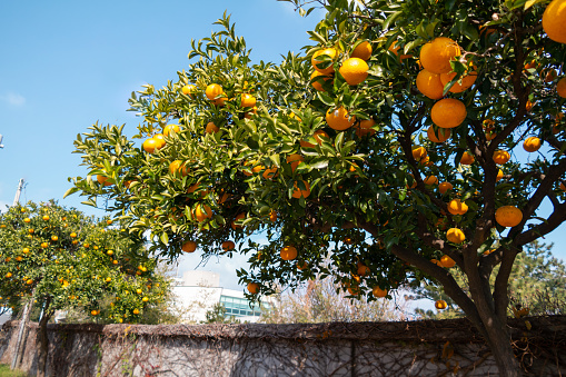 While traveling in Jeju Island, Korea, I filmed many citrus hanging from a farm.