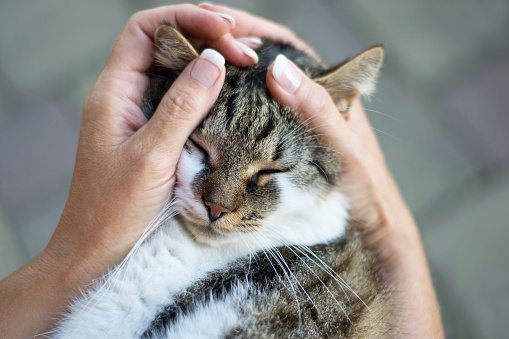 Woman tenderly caressing cat, holding her head in hands