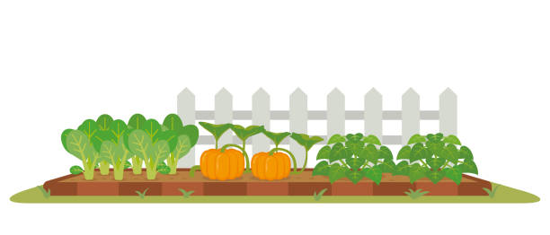 Vegetable garden with autumn ingredients Vegetable garden with autumn ingredients kabocha stock illustrations