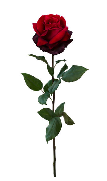 istock Dark red rose with green leaves 1177188211