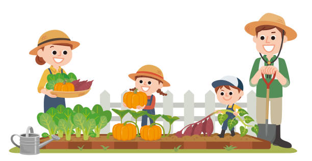 Harvesting family Family harvesting autumn ingredients grown in vegetable garden kabocha stock illustrations