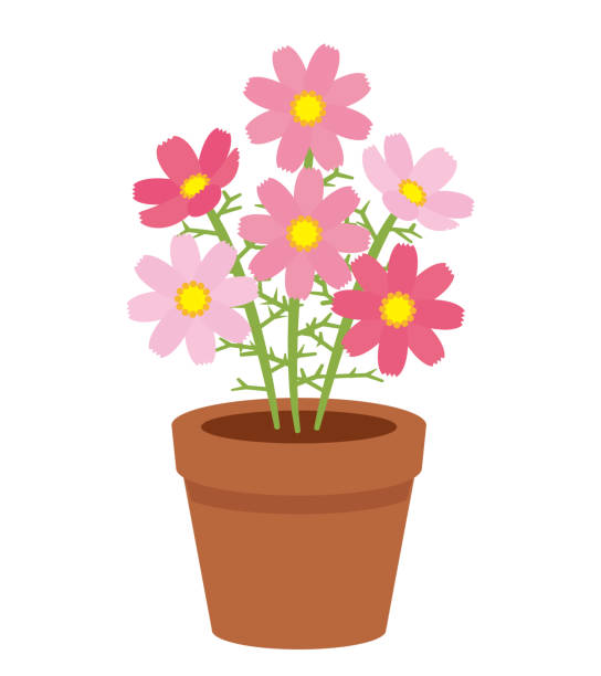 パンジーの花 - イラストレーションのベクターアート素材や画像を多数