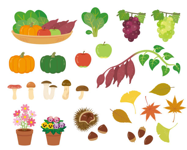 ilustraciones, imágenes clip art, dibujos animados e iconos de stock de conjunto de materiales de otoño - ginkgo tree ginkgo tree japan