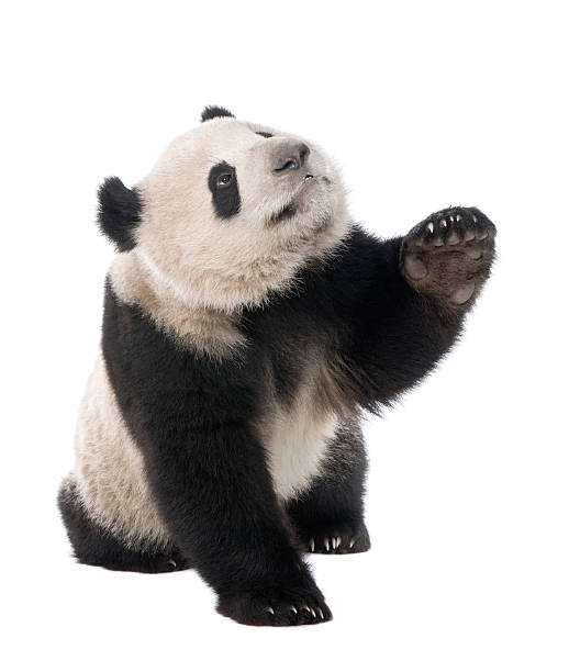 istock Giant Panda (18 months) - Ailuropoda melanoleuca 117718893