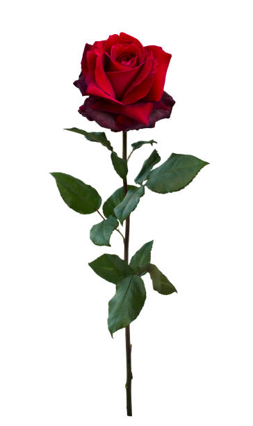 istock Dark red rose with green leaves 1177190618