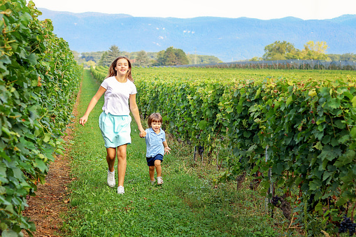 Two happy siblings children running in vineyards holding hands. Summer lifestyle. Teenager sister playing with her little brother. Summer lifestyle. Carefree childhood and freedom