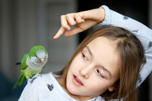 Cute tween girl playing with her pet green Monk Parakeet parrot. who is sitting on her shoulder. Quaker parrot bird owner. Exotic pet.