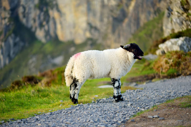 pecore contrassegnate da coloranti colorati che pascolano nei pascoli verdi. pecore adulte e agnellini che si nutrono nei prati verdi dell'irlanda. - footpath single lane road green tree foto e immagini stock