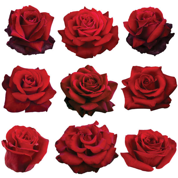 istock collage of red roses 1177195328
