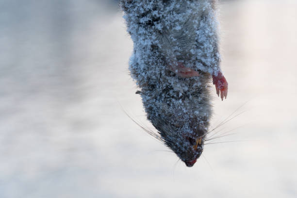 część martwego ciała brązowego szczura z brązowym szczurem z zimowym białym śniegiem lodowym na tle wody rzecznej - dead animal mouse dead body death zdjęcia i obrazy z banku zdjęć