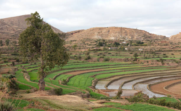 istock Agricultural fields in the south of Madagascar 1177195403