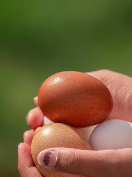 istock White and brown eggs in a children hands 1177198984