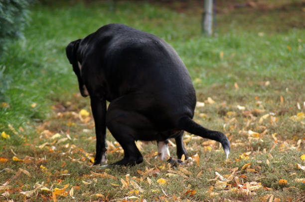 dog making on the meadow - worm poop imagens e fotografias de stock