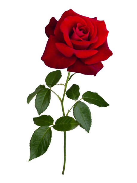istock Fresh beautiful pink rose isolated on white background 1177199769