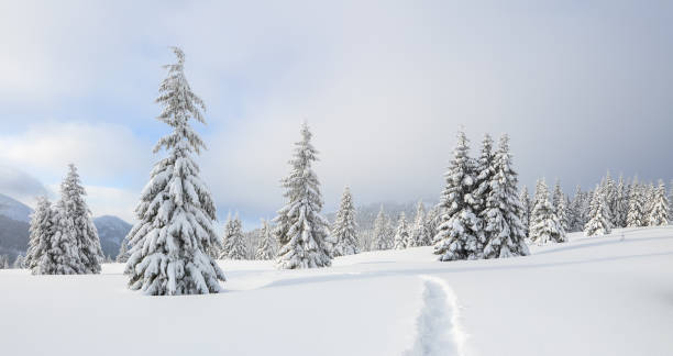 istock Winter landscape. Spectacular panorama is opened on mountains, trees covered with white snow, lawn and blue sky. Christmas forest. 1177202010