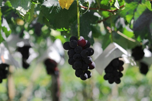 istock Japanese autumn vineyard landscape with large grown grapes 1177202187