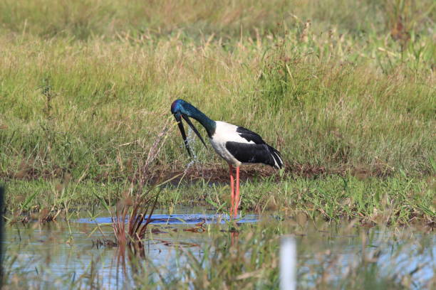 istock black-necked stork (Ephippiorhynchus asiaticus) Queensland , Australia 1177202775