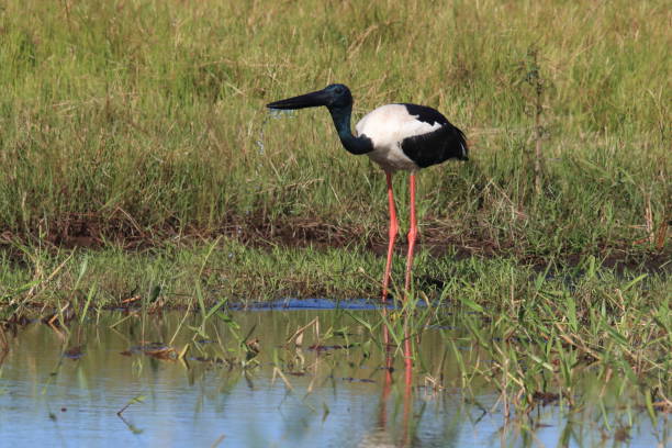 istock black-necked stork (Ephippiorhynchus asiaticus) Queensland , Australia 1177203511