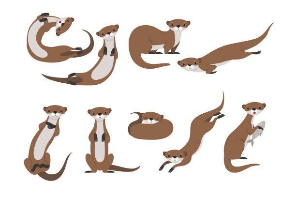 süße otter-set, lustige tier charakter in verschiedenen posen vektor illustration auf einem weißen hintergrund - rodent animal nature wildlife stock-grafiken, -clipart, -cartoons und -symbole